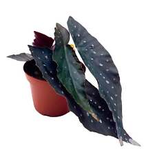 Harmony dark sorcery for sale  Sorrento