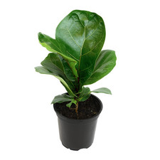 Ficus lyrata fiddle for sale  Kaysville