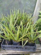 Large aloe vera for sale  Lake Wales