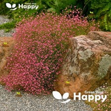 Baby breath crimson for sale  DONCASTER