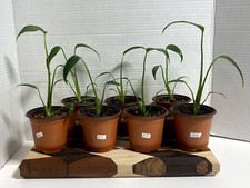 Monstera burle marx for sale  Concord