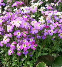 ESTOQUE MALCOLMIA MARITIMA, VIRGINIA comprar usado  Enviando para Brazil