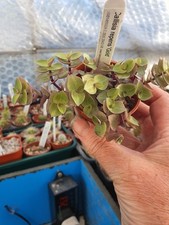 Callisia repens gold for sale  YORK