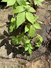 virginia creeper for sale virginia creeper for sale CLITHEROE