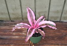 Cryptanthus red baron for sale  Homestead