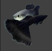 Live aquarium guppy for sale  National City