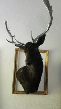 Jet black fallow for sale  Kyle