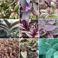 Tradescantia callisa assortmen for sale  Salisbury