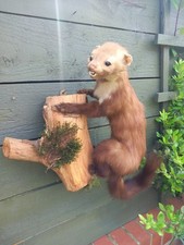 Taxidermy stoat weasel for sale  BILLINGHAM