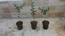 Pianta olivo bonsai usato  Buti