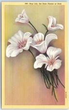 Postcard sego lily for sale  Stevens Point