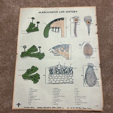 1948 scienza marchantia usato  Spedire a Italy