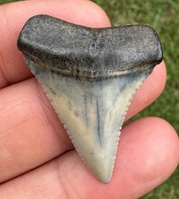 Fossiler haizahn carch gebraucht kaufen  Stromberg