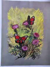 Butterfly lithographs original for sale  HAVERFORDWEST
