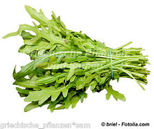 Rucola würziger mediterrane gebraucht kaufen  Pliezhausen