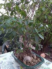 Bonsai usato  Casola Valsenio