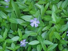 Vinca minor ground for sale  Statesboro