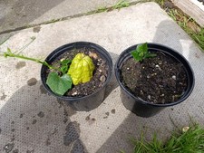 Chayote chow chow for sale  STOCKPORT
