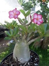 Desert rose adenium for sale  SOUTHAMPTON