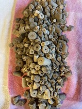 1000 kentucky fossil for sale  Burkesville