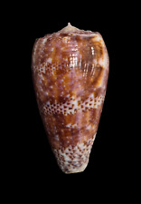 Shell CONUS ADAMSONII sem Polinésia Francesa 50 mm # GIGANTE PADRÃO, usado comprar usado  Enviando para Brazil