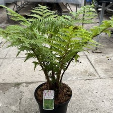 Cyathea cooperi lacy for sale  HELSTON