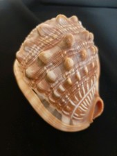 garra rufa usato  Brescia