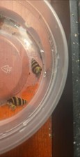 Assassin snails live for sale  Spokane