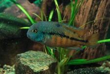 Nicaraguense cichlid live for sale  De Leon Springs