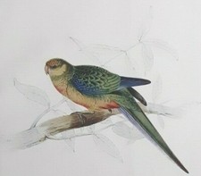 small parrots for sale  OSWESTRY