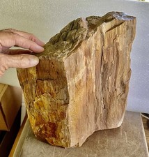 Pound texas petrified for sale  Wichita Falls