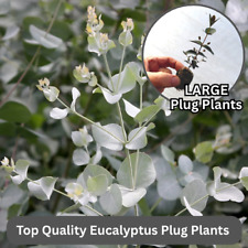 Hardy eucalyptus large for sale  BEDFORD