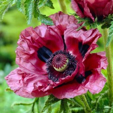 Oriental poppy papaver for sale  PETERBOROUGH