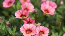 Calibrachoa callie mango for sale  LONDONDERRY