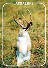 Tiere western jackalope gebraucht kaufen  Deutschland