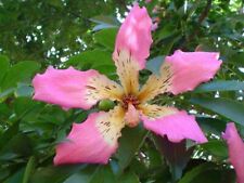 Ceiba speciosa silk for sale  Richfield