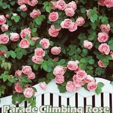 Fragrant climbing bush for sale  BIRMINGHAM