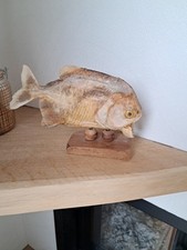 Cabinet curiosité taxidermy d'occasion  Labergement-Sainte-Marie