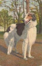 Borzoi russian dog d'occasion  Expédié en Belgium