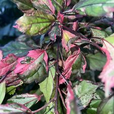 Hibiscus rosa sinensis gebraucht kaufen  Bad Aibling