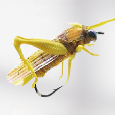 2PCS Grasshopper Dry Fly Flies Insect Baits Fishing Lure Carp Trout Muskie comprar usado  Enviando para Brazil