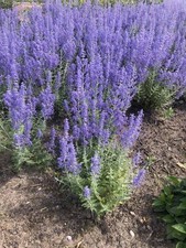 Perovskia atriplicifolia littl for sale  HORSHAM