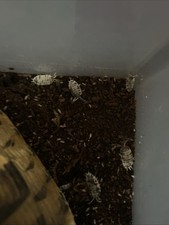 Porcellio laevis dairy d'occasion  Dompierre-sur-Mer
