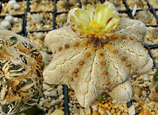 Semi astrophytum hybrid usato  Italia