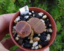 Lithops hookeri marginata d'occasion  Servian