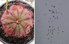 Semi drosera aliciae usato  Grumo Appula