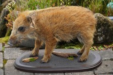 Frischling präparat tierpräp gebraucht kaufen  Michelstadt