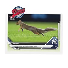 Squirrel yankee stadium for sale  Springfield
