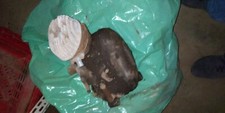 Motore torpado ciclomotore usato  Italia