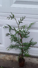 Lot thuja green for sale  Patton